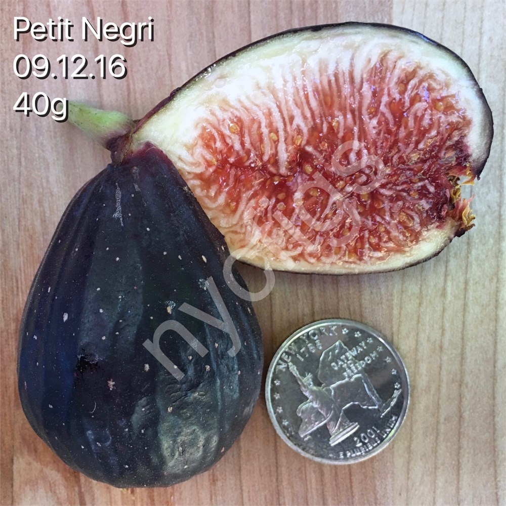 Petite Negri Fig Cuttings Dwarf Fig Tree Cutting Zone 8 to 10 2 Cuttings