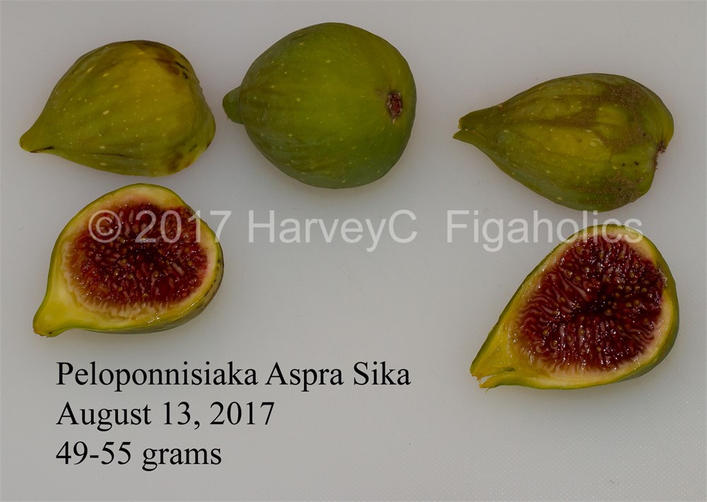EXTRA RARE Fig Greek Fig Tree ''Peloponnisiaka Aspra'' ~20 Top Quality Seeds 