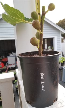 1 Gallon Fig Tree Plant 