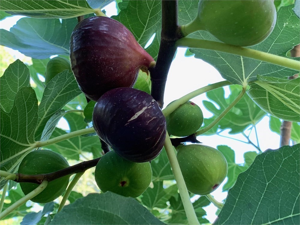 RARE  fig "" ATLANTA WONDER" 3 cutting 3 CROPS! CAN SHIP IN OCTOBER ONLY 