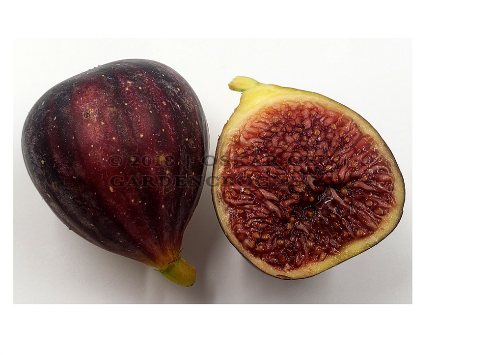 FigBid - Online Auctions of Fig Trees, Fig Cuttings & Growing Supplies - Martinenca Rimada - 2
