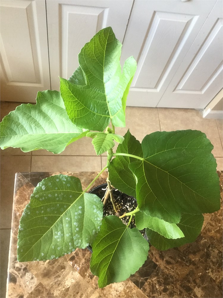 FigBid - Online Auctions of Fig Trees, Fig Cuttings & Growing Supplies ...