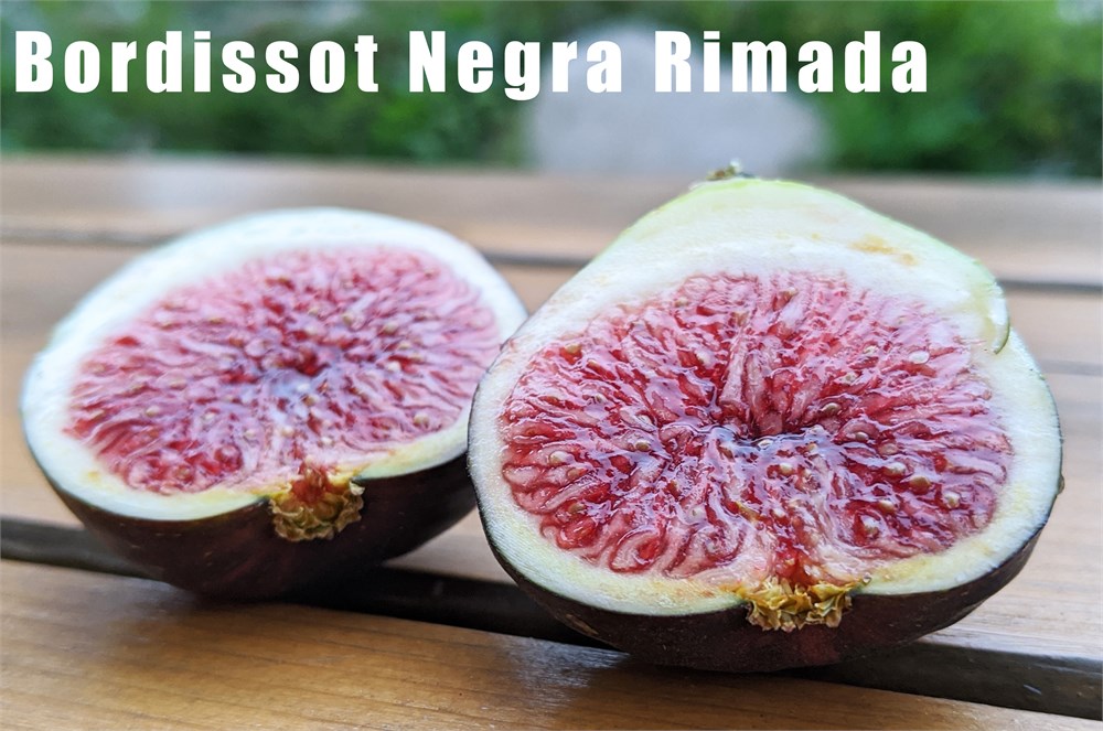 FigBid - Online Auctions of Fig Trees, Fig Cuttings & Growing 